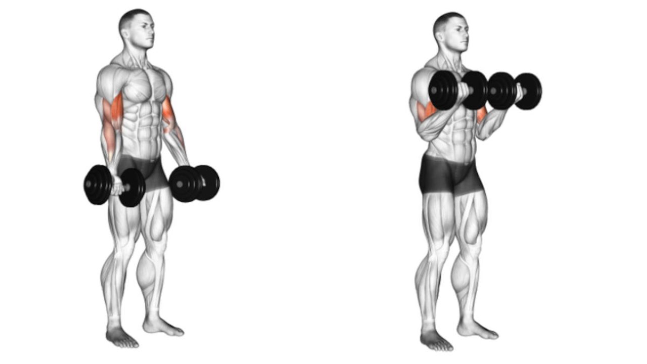 Cómo dominar el Curl de Bíceps con Mancuernas